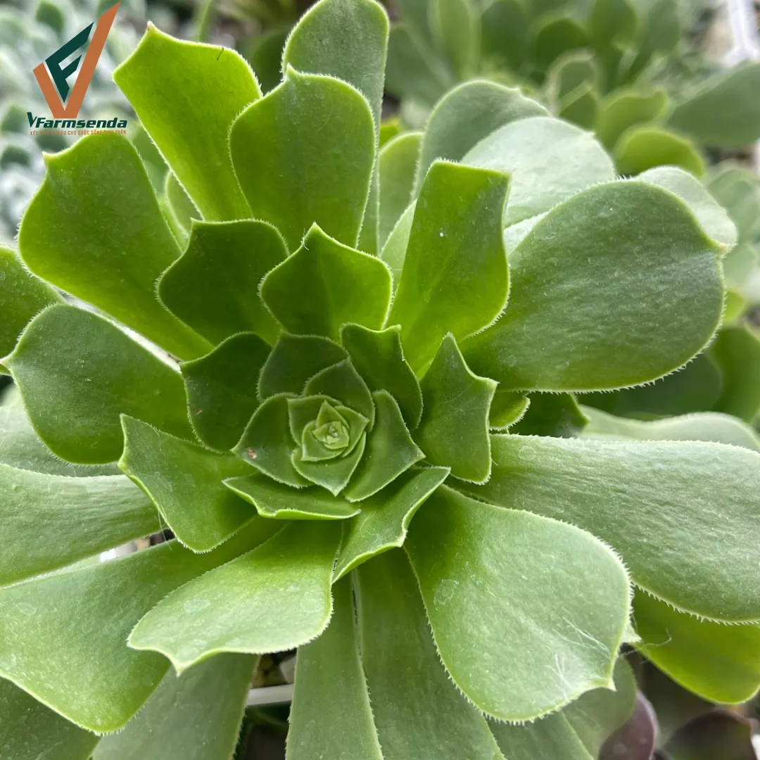 Aeonium Giá từ  6.500 đ