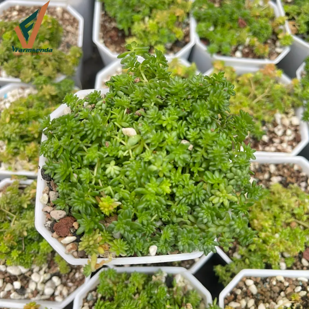 Sedum xanh Giá từ  6.500 đ