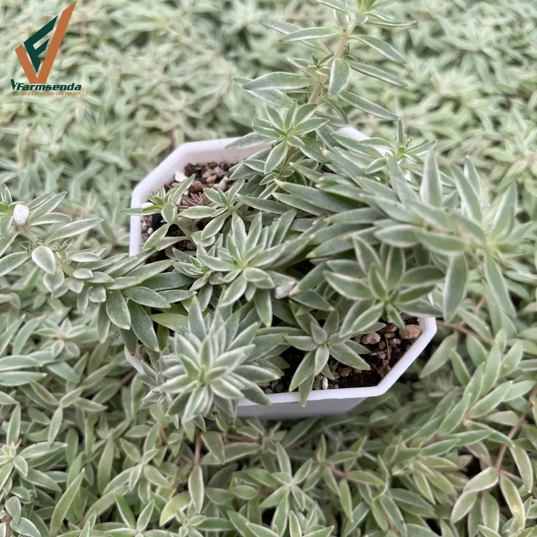 Sedum cỏ tuyết Giá từ  6.500 đ