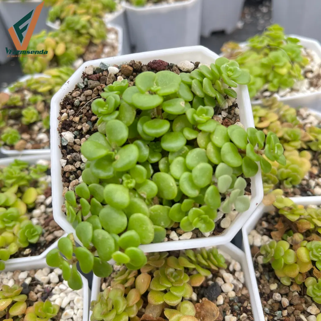 Sedum vẩy cá Giá từ  6.500 đ